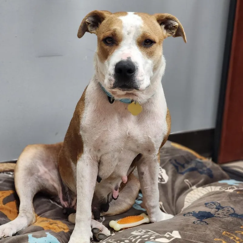 An adult medium-sized female Brown / Chocolate Mixed Breed dog named Sugar Pie for adoption in Auburn, AL