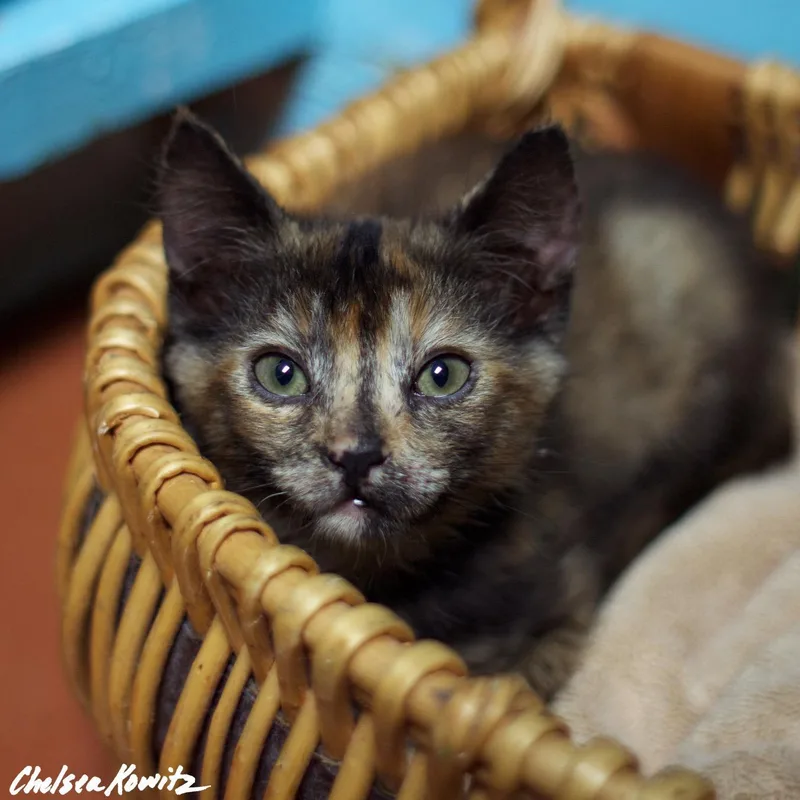 A senior small-sized female Domestic Short Hair cat named Addie for adoption in Los Angeles, CA