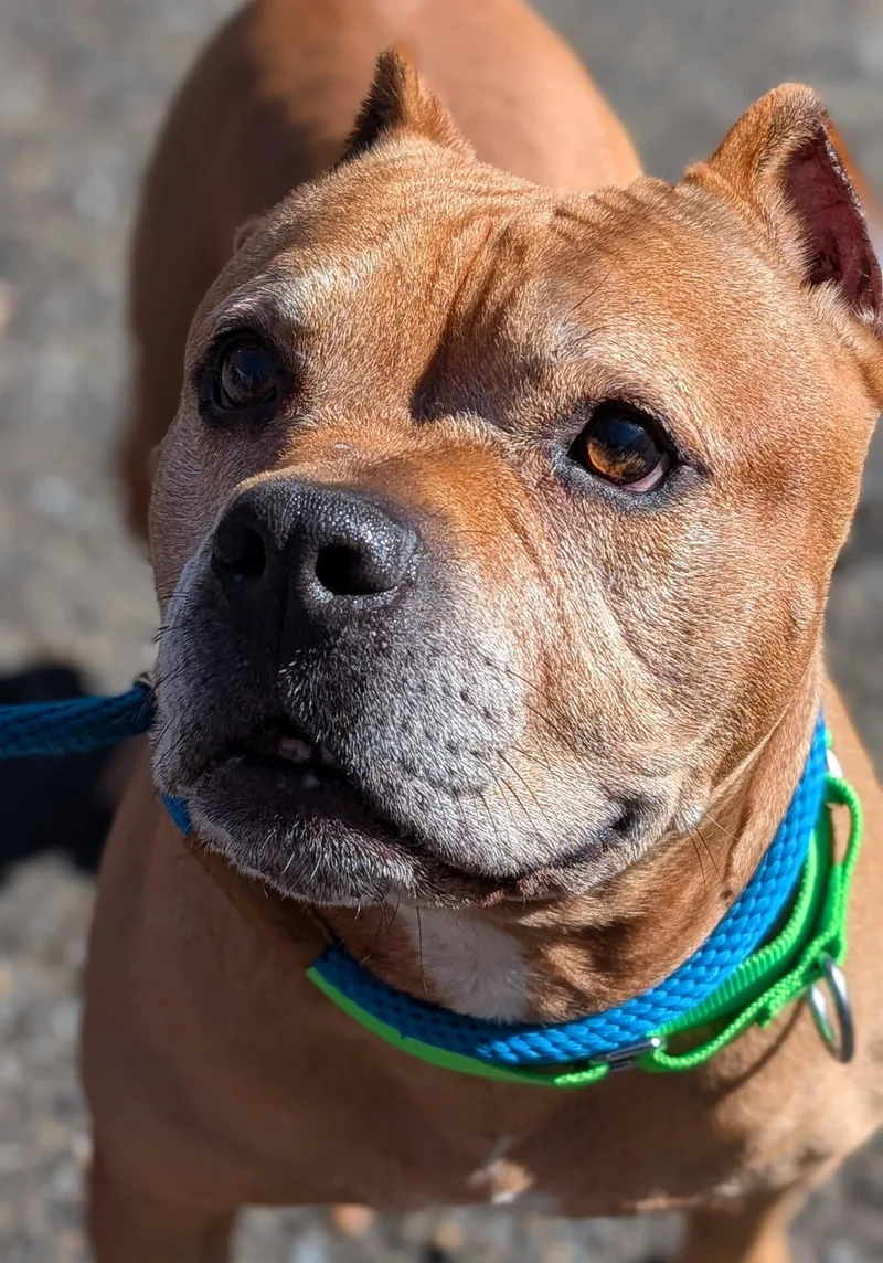 An adult large-sized male Pit Bull Terrier dog named Name This Bully for adoption in Hillsboro, NH