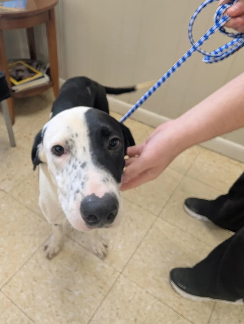 An adult large-sized male Hound dog named Bobo for adoption in Manchester, CT