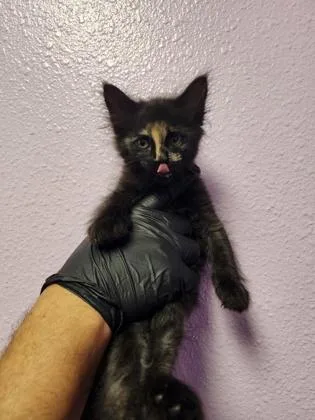 An adult small-sized female Black Domestic Short Hair cat named 58891836 for adoption in El Paso, TX