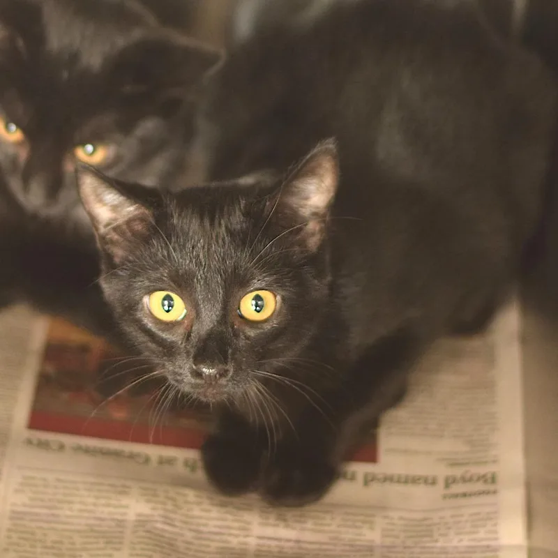 A baby small-sized female Domestic Short Hair cat named Princess Charming for adoption in Belleville, IL