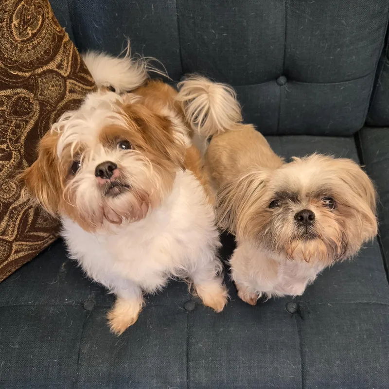 An adult small-sized female Yellow / Tan / Blond / Fawn Shih Tzu dog named Kenzie for adoption in Normal, IL