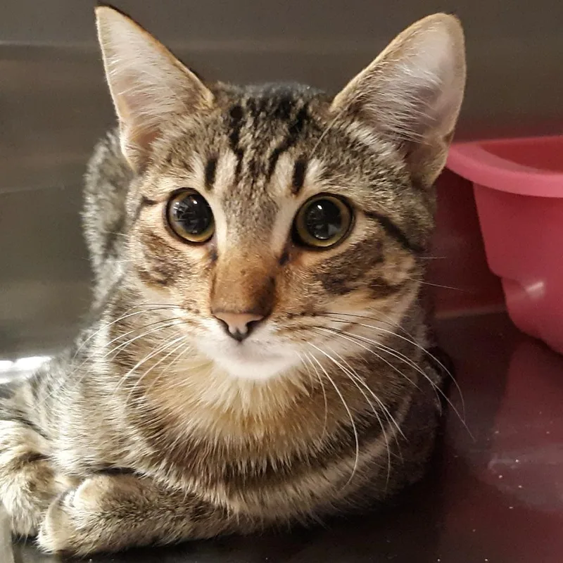 A young medium-sized male Brown / Chocolate Domestic Short Hair cat named Haylin for adoption in Spokane, WA