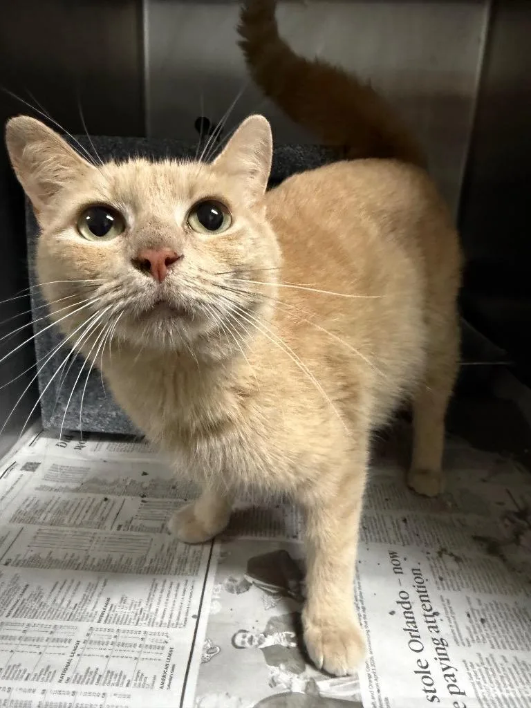 A young large-sized female Domestic Short Hair cat named Marigold for adoption in Henderson, NC
