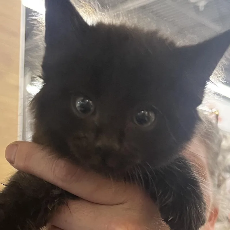 A baby small-sized male Black Domestic Short Hair cat named Sal for adoption in Sioux Falls, SD