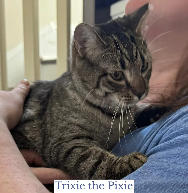 Trixie The Pixie thumbnail 3