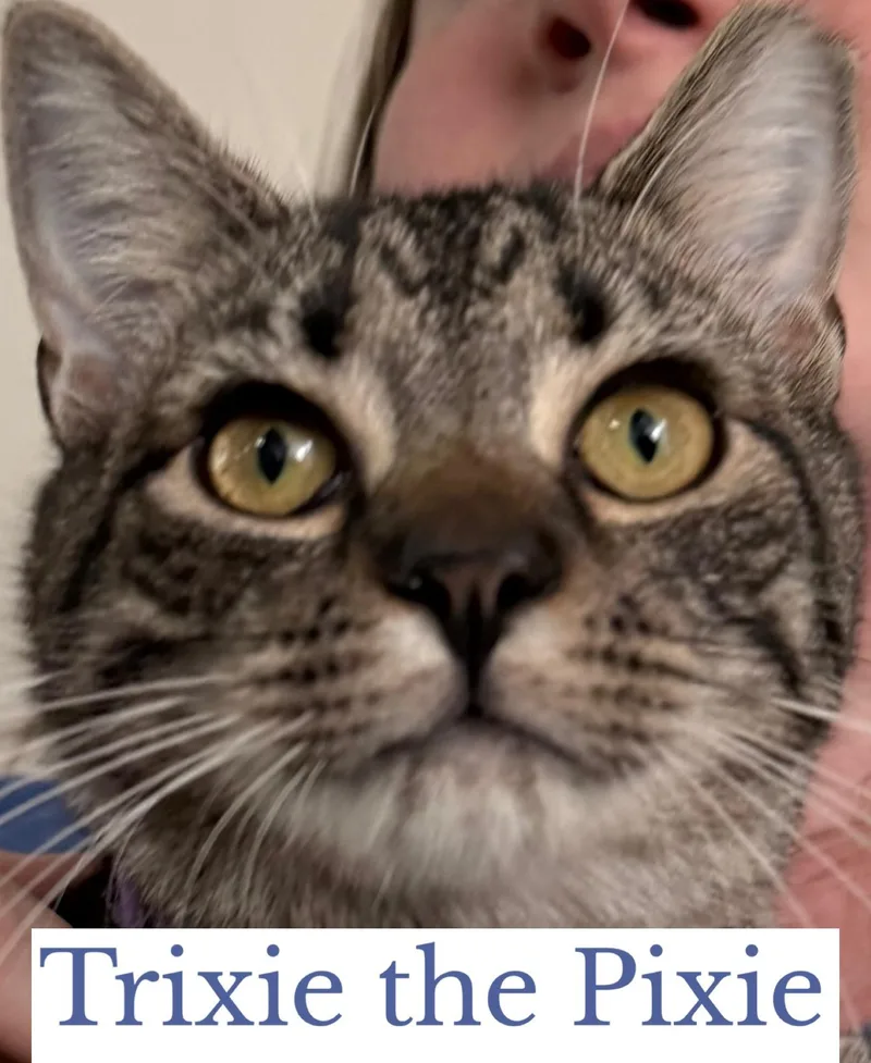 Trixie The Pixie thumbnail 4