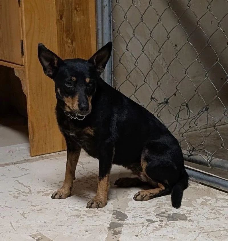 Donna Lou Who thumbnail 4