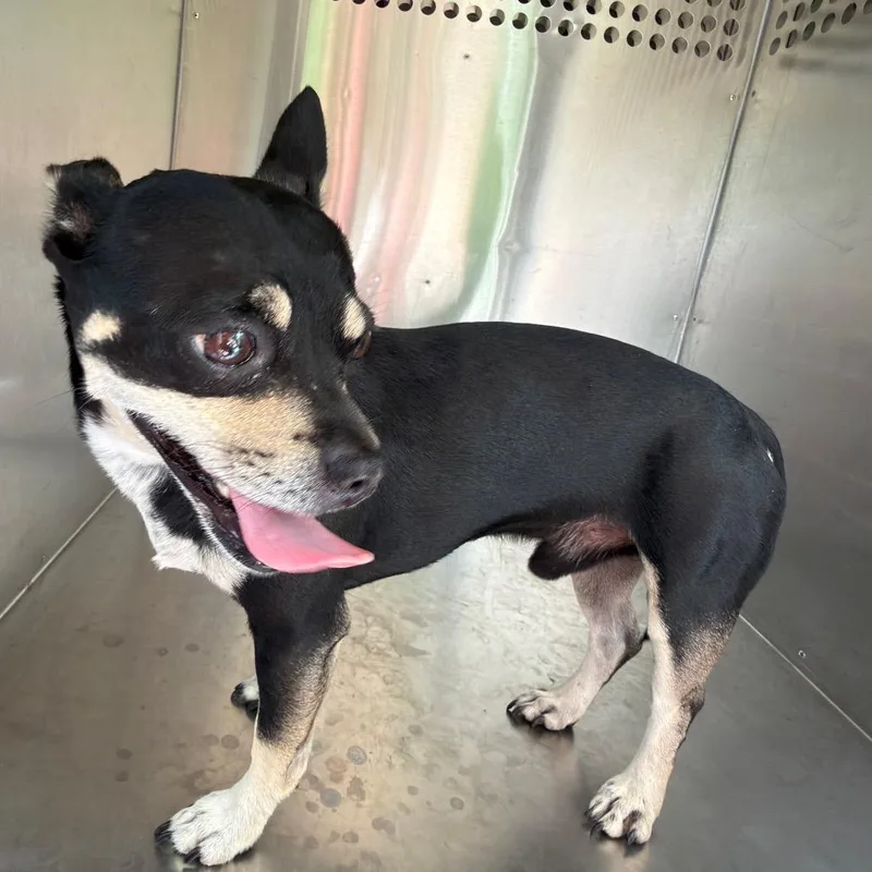 An adult small-sized male Black Mixed Breed dog named StrayBellStreet for adoption in Columbus, GA