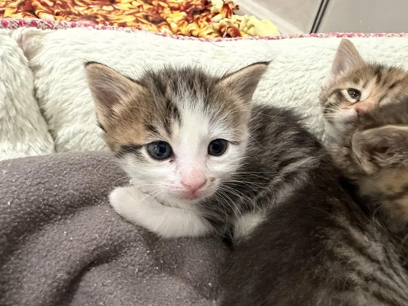 A baby medium-sized male Domestic Short Hair cat named Boris for adoption in Herndon, VA