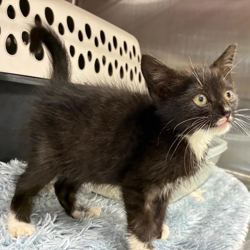 A baby small-sized male Black Domestic Medium Hair cat named Peppy for adoption in Morganfield, KY