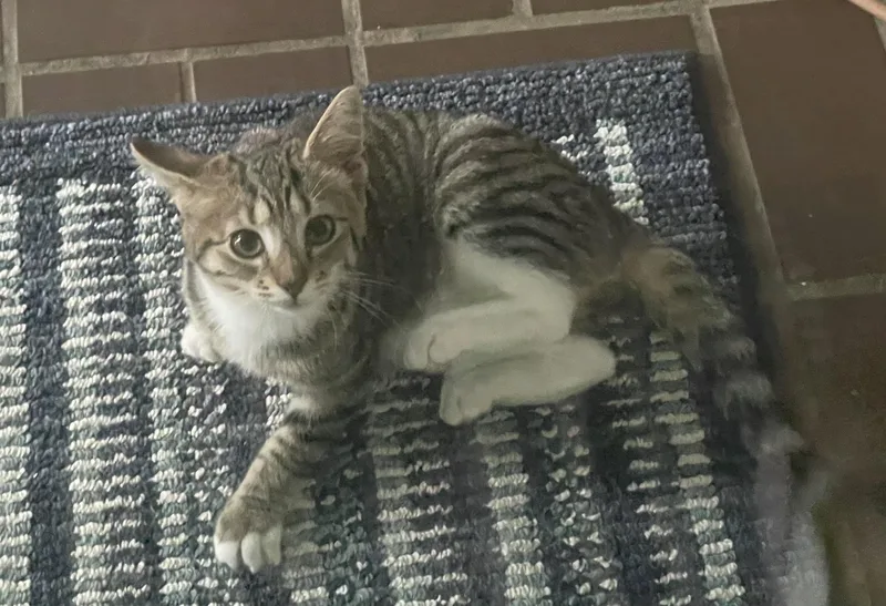 A baby small-sized female Tabby (Brown / Chocolate) Domestic Short Hair cat named Hobbes for adoption in CANONSBURG, PA