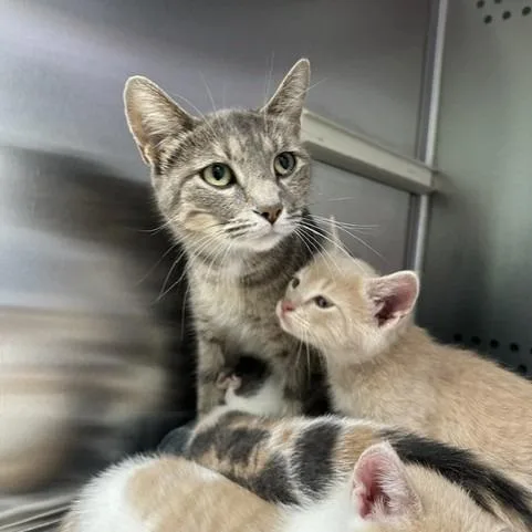 An adult medium-sized female Gray / Blue / Silver Domestic Short Hair cat named Buffy for adoption in Indianapolis, IN