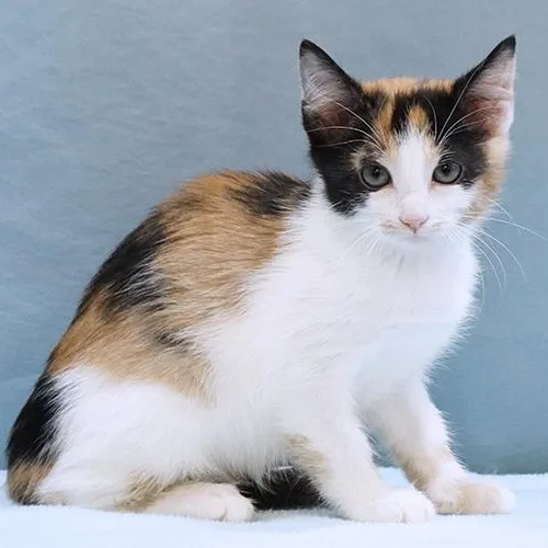 A baby medium-sized female Calico cat named Bonnie for adoption in Maynardville, TN