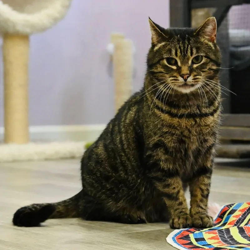 An adult medium-sized male Tabby (Brown / Chocolate) Tabby cat named Boo for adoption in Washington, PA