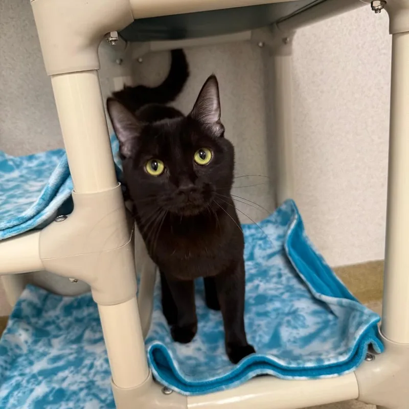 A young medium-sized male Black Domestic Short Hair cat named Weezy for adoption in Naperville, IL