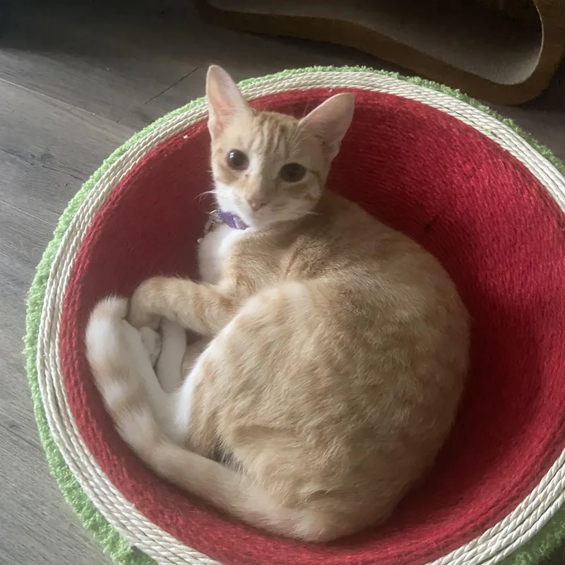 A young medium-sized female Domestic Short Hair cat named Rose for adoption in Huffman, TX
