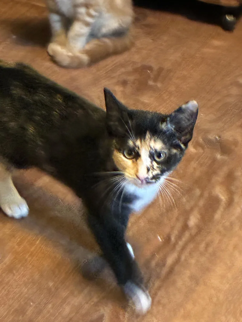 A baby medium-sized female Tortoiseshell cat named Nell for adoption in Buford, GA