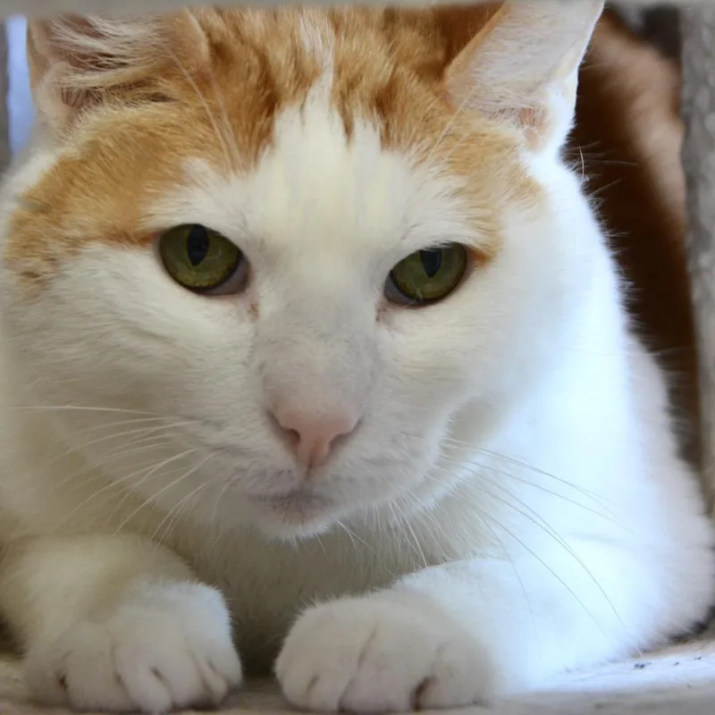 A senior large-sized male Orange / Red Domestic Short Hair cat named Duncan for adoption in Los Angeles, CA