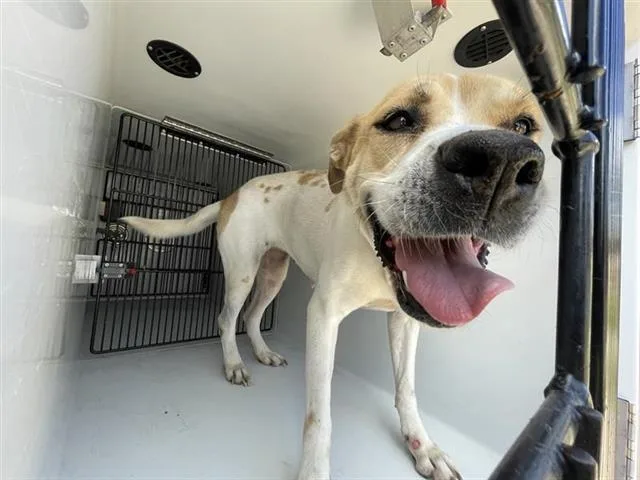 A young medium-sized female Staffordshire Bull Terrier dog named A for adoption in Houston, TX