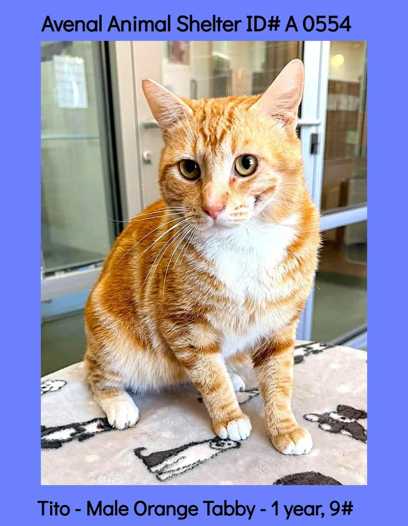 A young medium-sized male Tabby (Orange / Red) Domestic Short Hair cat named Tito for adoption in Avenal, CA