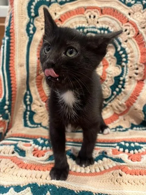 A baby small-sized female Domestic Short Hair cat named Frittata for adoption in Sacramento, CA