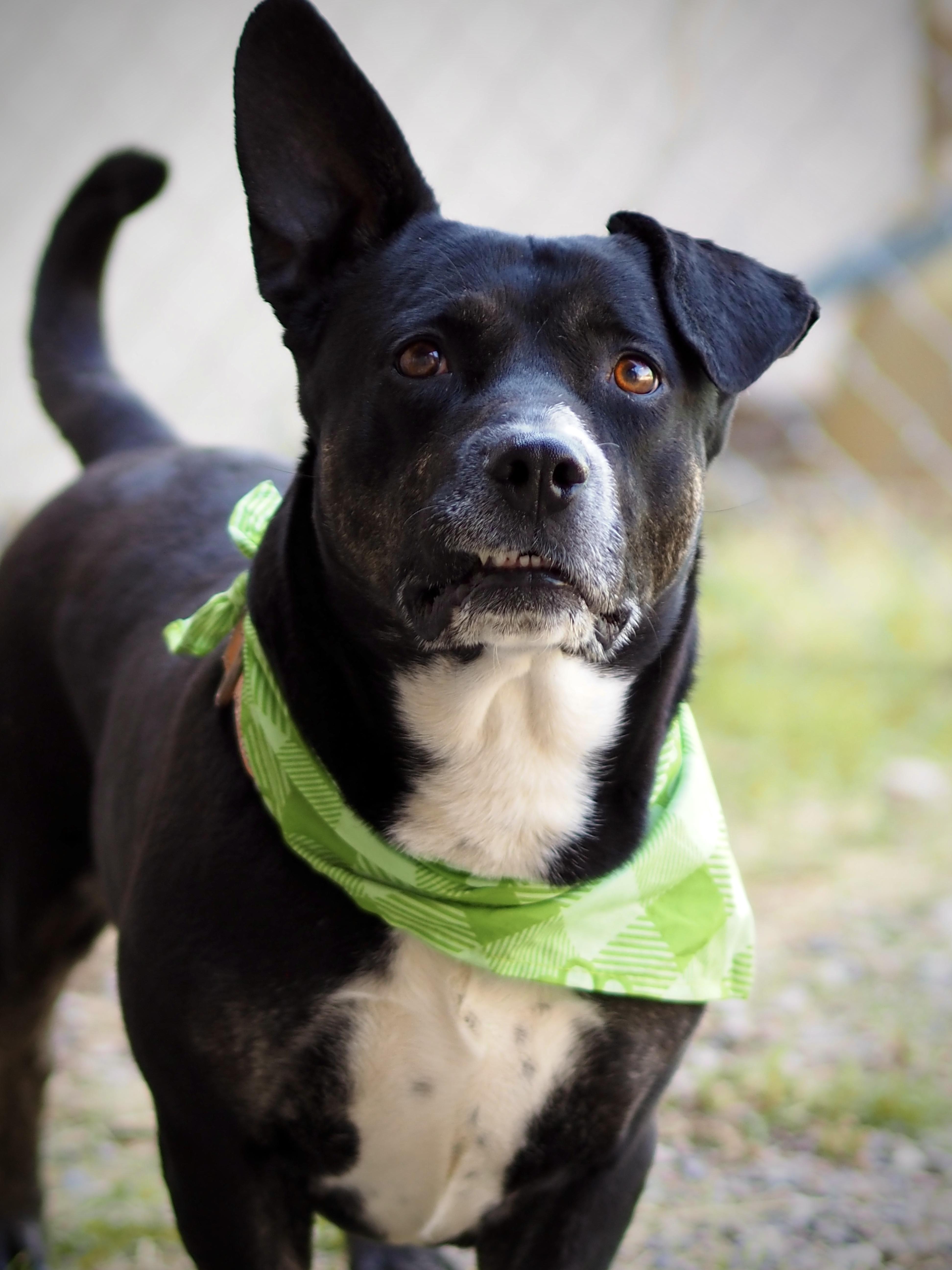 An adult medium-sized male Black Mixed Breed dog named Gilbert for adoption in Buena Vista, CO