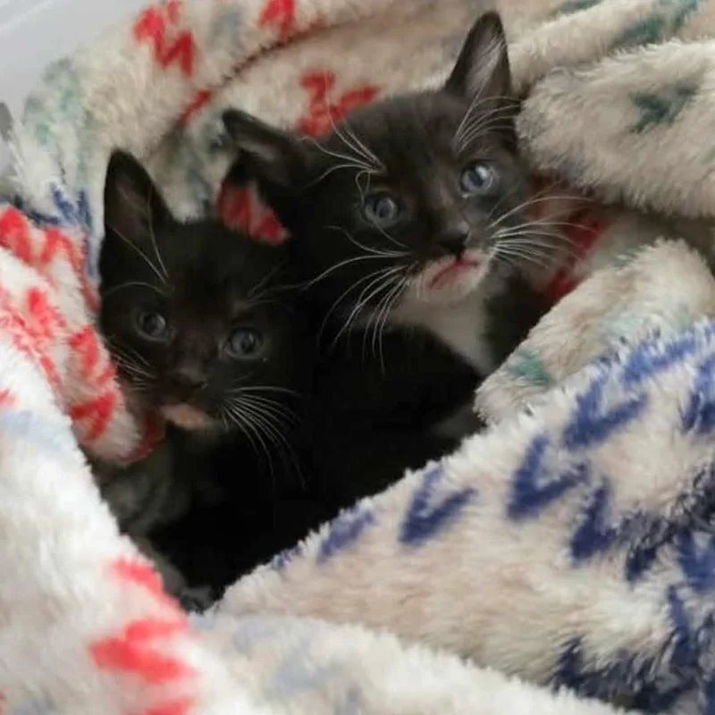 A baby small-sized female Domestic Short Hair cat named Boots for adoption in Meridian, ID