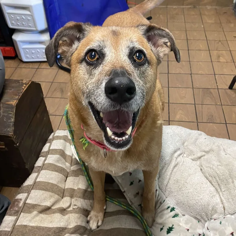 Guiseppi thumbnail 2