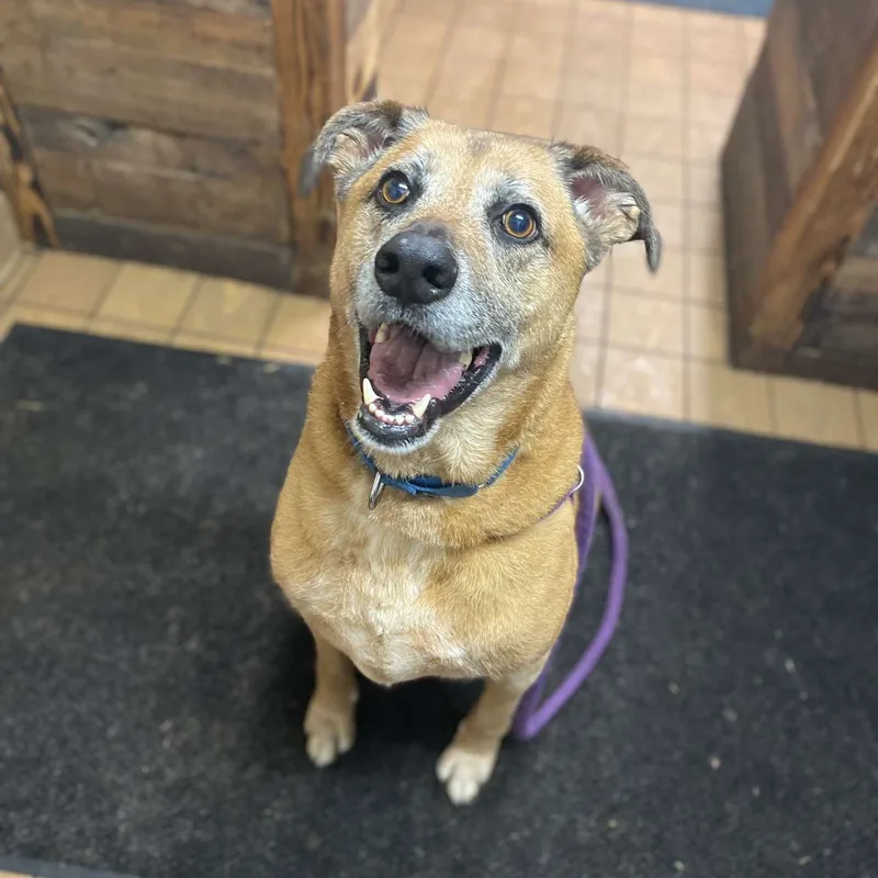 Guiseppi thumbnail 4