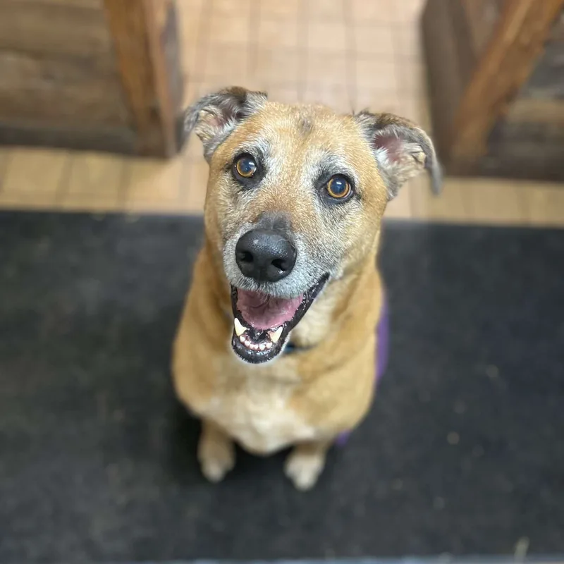 Guiseppi thumbnail 5