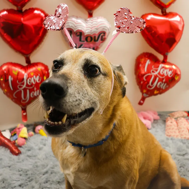 Guiseppi thumbnail 6