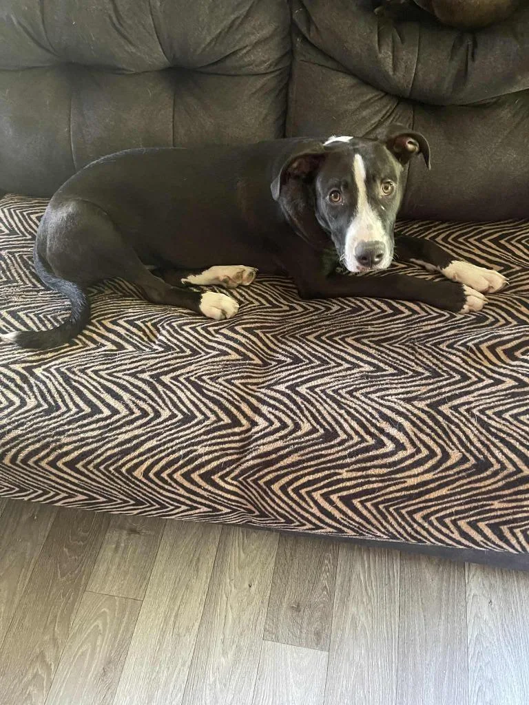 A young large-sized male Pit Bull Terrier dog named Hercules for adoption in Effingham, IL