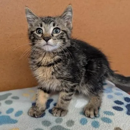 A baby small-sized male Tabby (Brown / Chocolate) Domestic Medium Hair cat named Grape for adoption in Rochester, MN