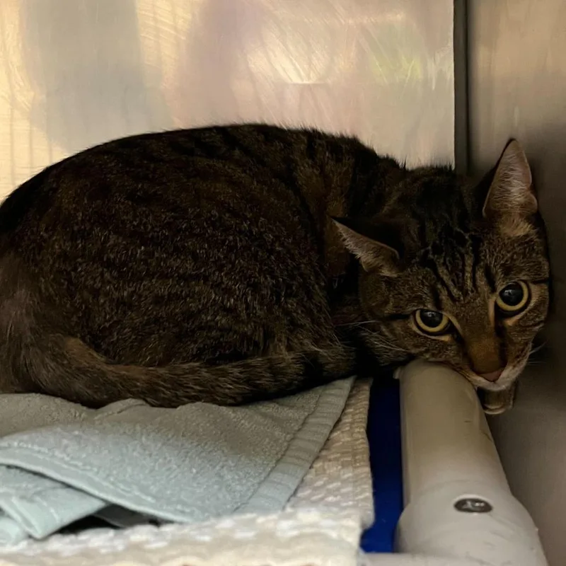 An adult large-sized male Brown / Chocolate Domestic Short Hair cat named Shadow for adoption in Perkiomenville, PA