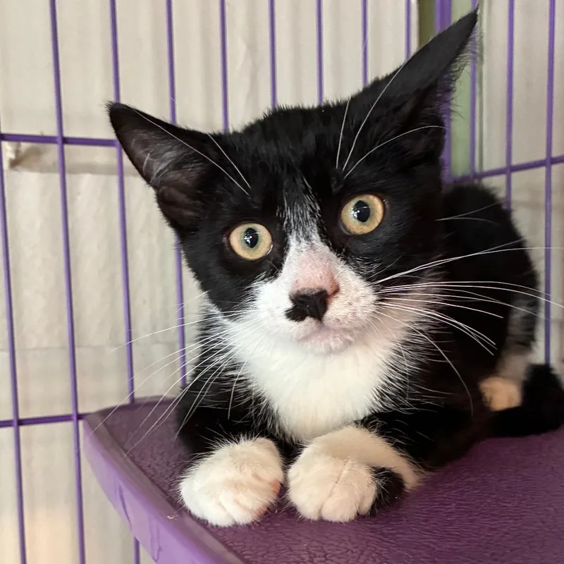 A baby small-sized male Black Domestic Short Hair cat named Hopper for adoption in Saugerties, NY