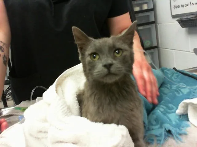 A young medium-sized female Domestic Short Hair cat named Turtle for adoption in Albuquerque, NM