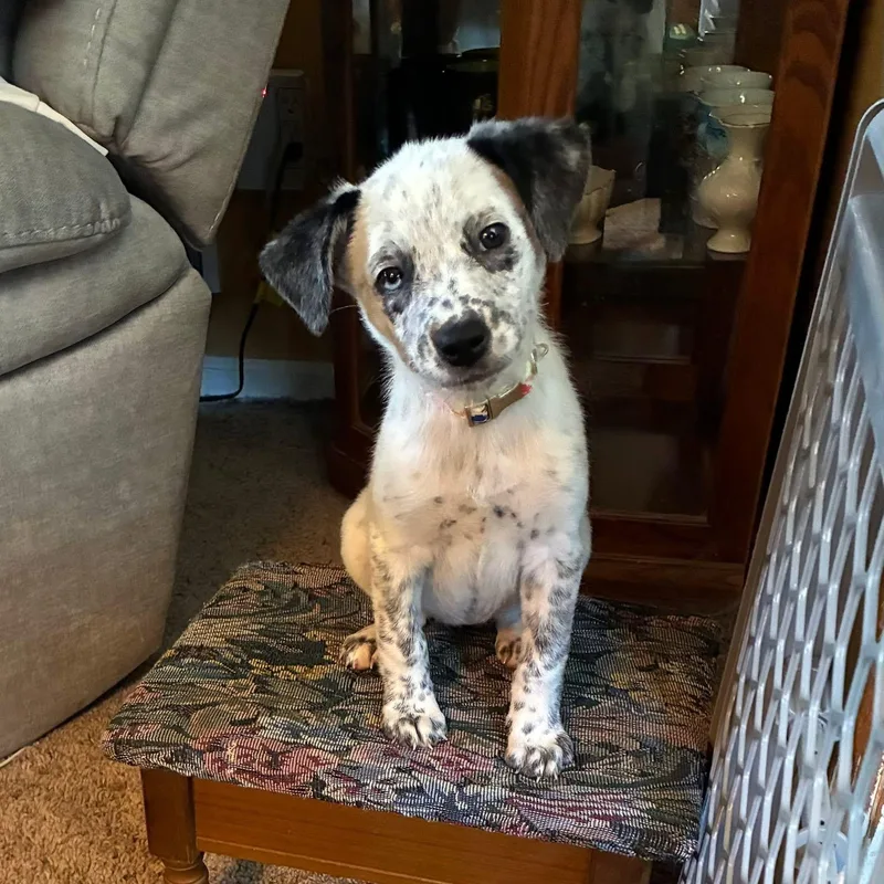 A baby medium-sized female Australian Cattle Dog / Blue Heeler dog named Freckles for adoption in Collingswood, NJ