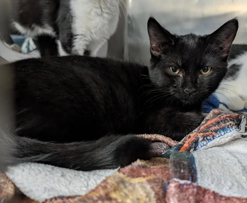 A baby medium-sized female Black Domestic Short Hair cat named Catalina for adoption in Marietta, OH