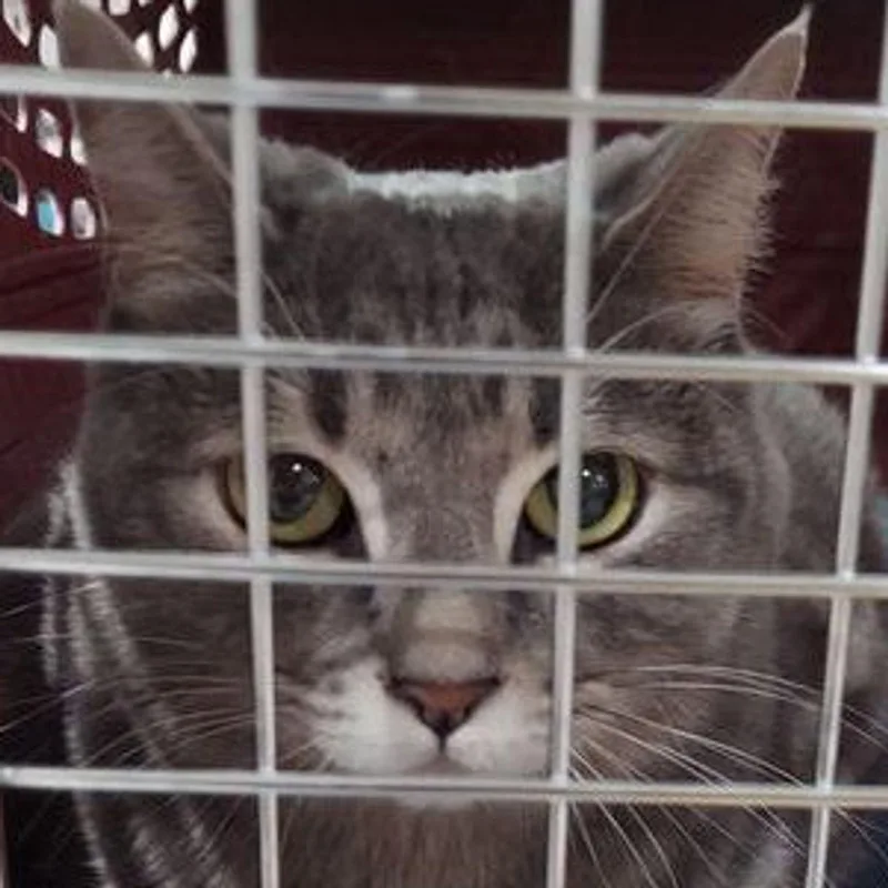 An adult medium-sized female Gray / Blue / Silver Domestic Short Hair cat named Silva for adoption in Lake Havasu City, AZ