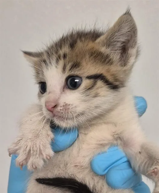 A baby small-sized male Domestic Short Hair cat named Bing for adoption in Bakersfield, CA