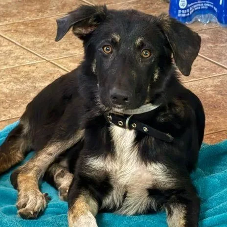 A baby medium-sized male German Shepherd Dog dog named Bishop for adoption in Hendersonville, TN