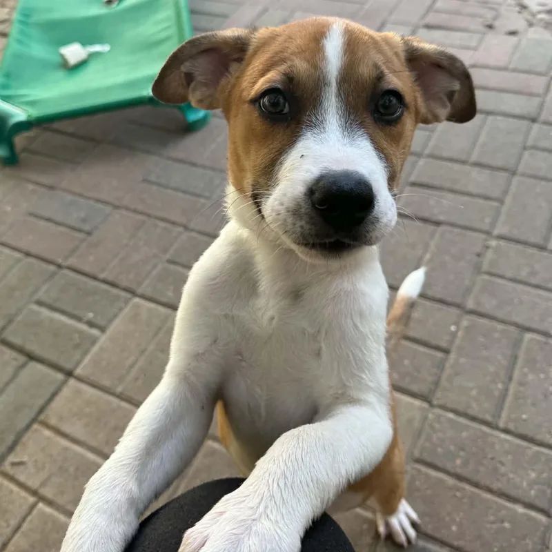 A baby medium-sized male Labrador Retriever dog named Tye for adoption in Spring, TX
