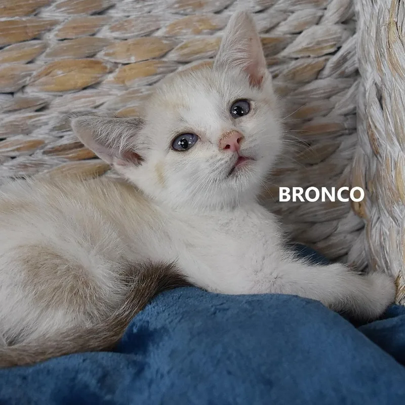 A baby small-sized male White Domestic Short Hair cat named Bronco for adoption in Kanab, UT