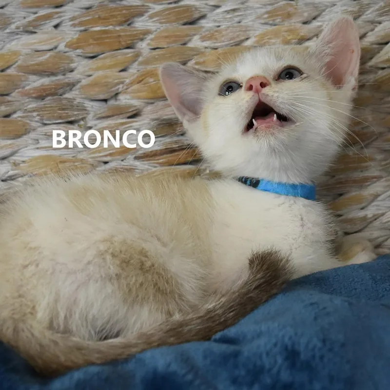 Bronco thumbnail 2