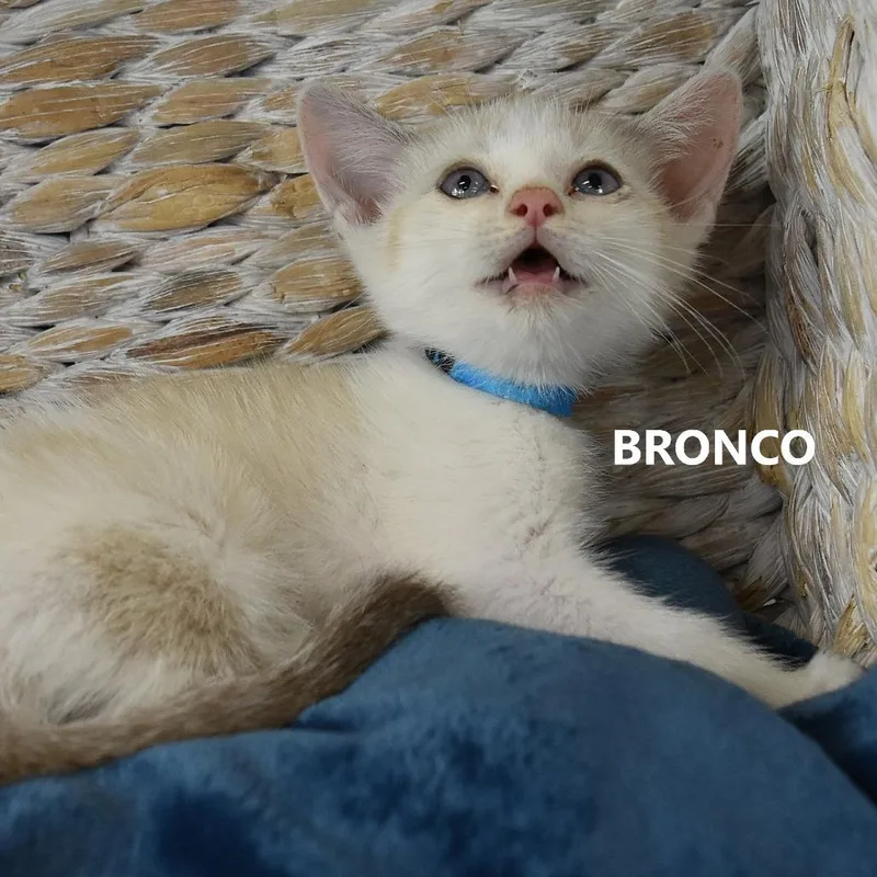 Bronco thumbnail 3