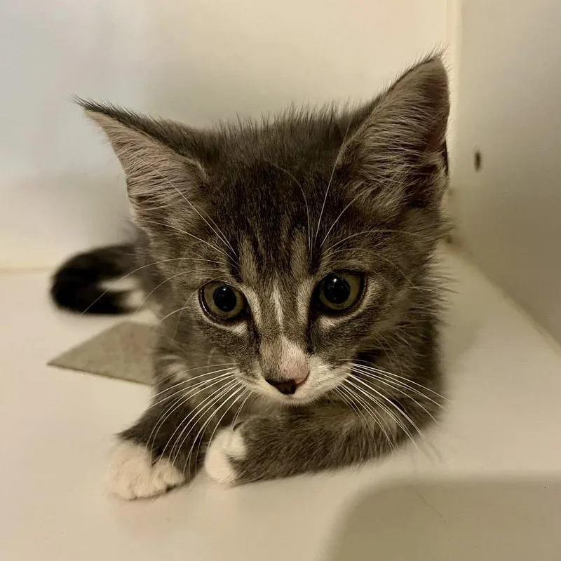 A baby small-sized male Gray / Blue / Silver Domestic Short Hair cat named Chibby for adoption in Sarasota, FL