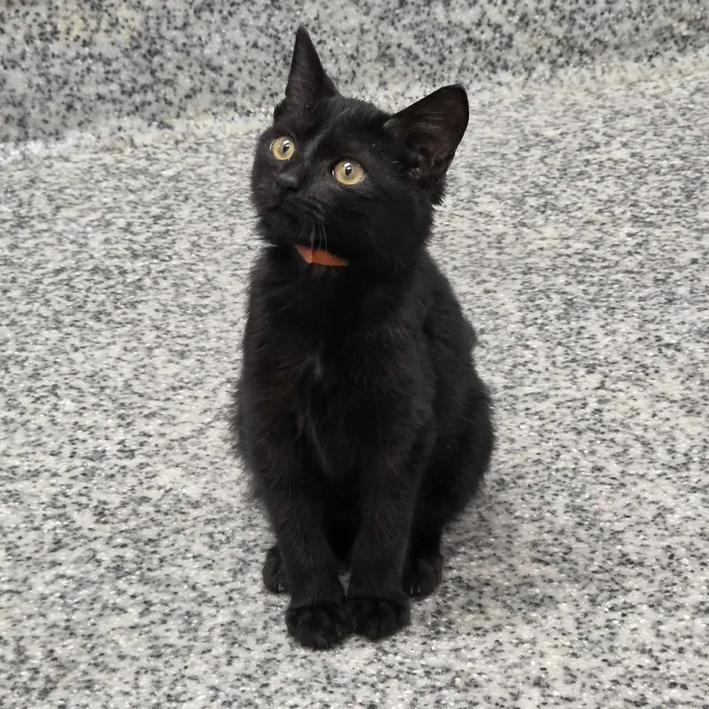A baby small-sized male Black Domestic Short Hair cat named S&S: Spooky for adoption in Falls Church, VA