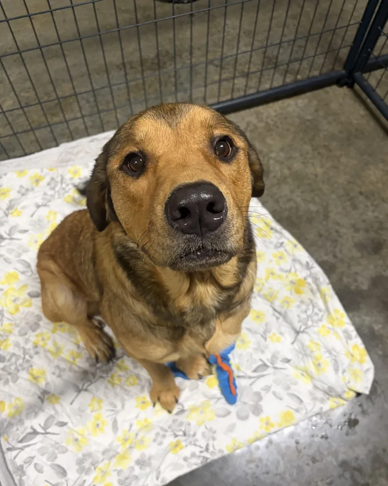 A young large-sized female Bicolor Mixed Breed dog named Nutmeg for adoption in Seneca, PA